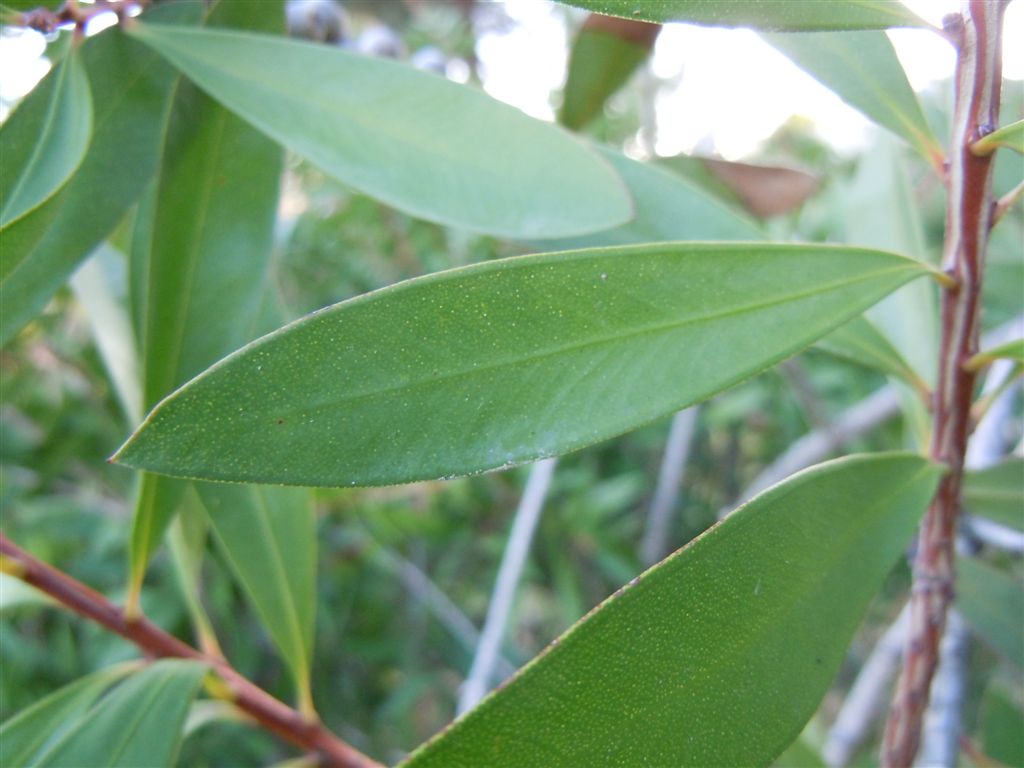 Callistemon speciosus